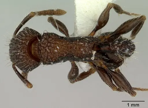 Tetramorium pacificum specimen CASENT0179060 image casent0179060_1