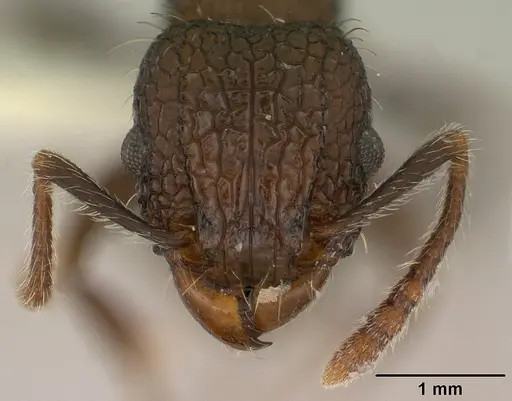 Tetramorium pacificum specimen CASENT0179060 image casent0179060_2