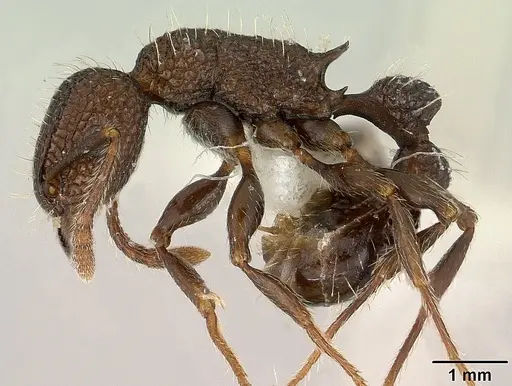 Tetramorium pacificum specimen CASENT0179060 image casent0179060_3