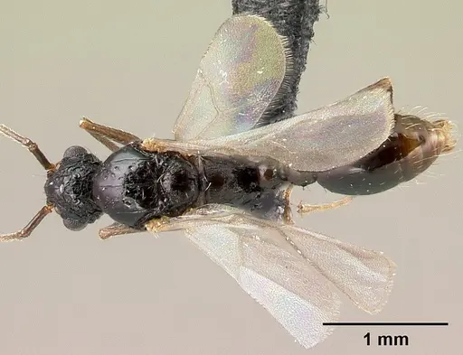 Tetramorium pacificum specimen CASENT0217237 image casent0217237_1