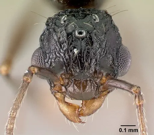 Tetramorium pacificum specimen CASENT0217237 image casent0217237_2