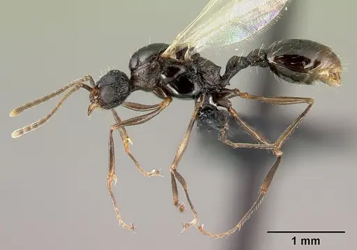 Tetramorium pacificum specimen CASENT0217237 image casent0217237_3