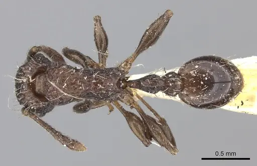 Tetramorium pacificum specimen CASENT0235203 image casent0235203_1