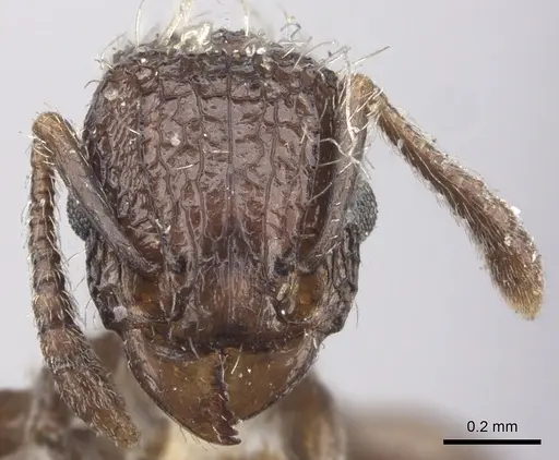 Tetramorium pacificum specimen CASENT0235203 image casent0235203_2