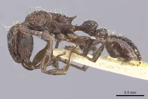 Tetramorium pacificum specimen CASENT0235203 image casent0235203_3