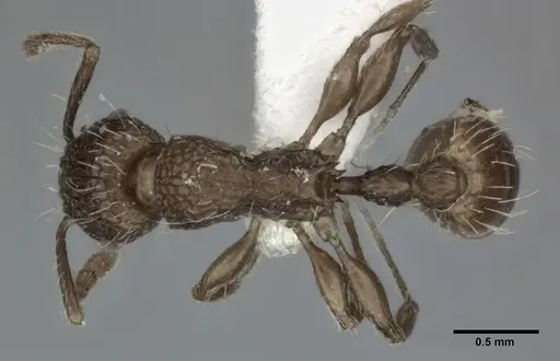 Tetramorium pacificum specimen CASENT0246149 image casent0246149_1
