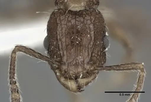 Tetramorium pacificum specimen CASENT0246149 image casent0246149_2