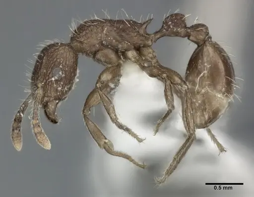 Tetramorium pacificum specimen CASENT0246149 image casent0246149_3