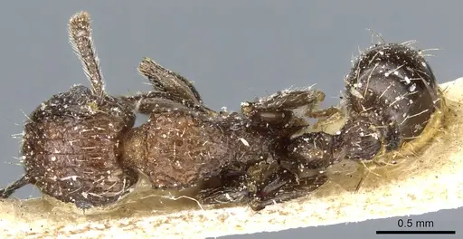 Tetramorium pacificum specimen CASENT0904848 image casent0904848_1