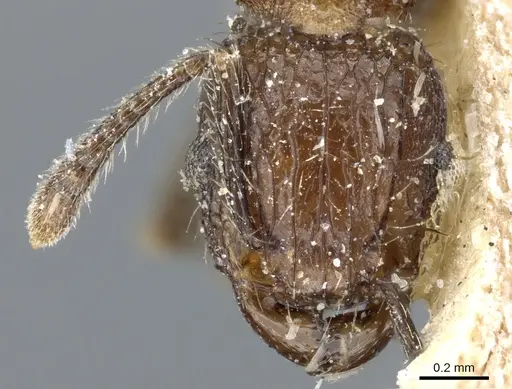 Tetramorium pacificum specimen CASENT0904848 image casent0904848_2