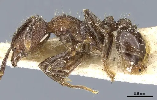 Tetramorium pacificum specimen CASENT0904848 image casent0904848_3