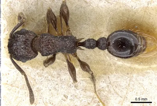 Tetramorium pacificum specimen CASENT0904850 image casent0904850_1