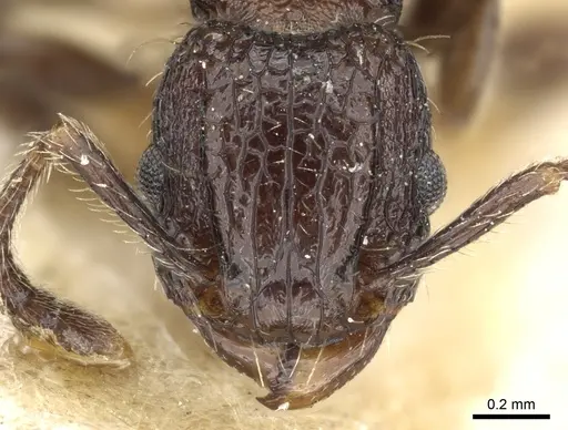 Tetramorium pacificum specimen CASENT0904850 image casent0904850_2