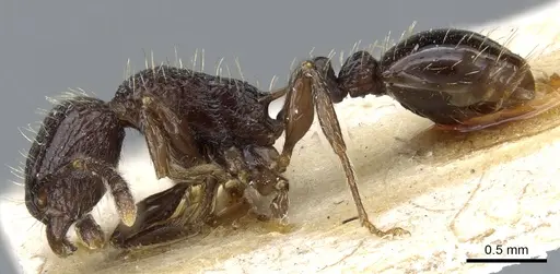 Tetramorium pacificum specimen CASENT0904850 image casent0904850_3