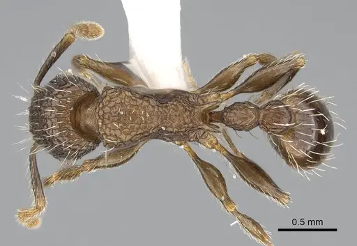 Tetramorium pacificum specimen CASENT0919926 image casent0919926_1