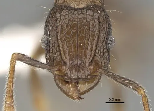 Tetramorium pacificum specimen CASENT0919926 image casent0919926_2