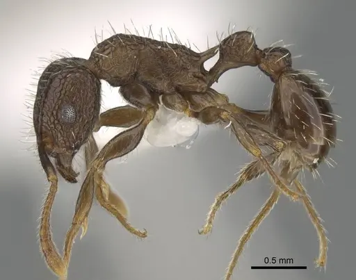 Tetramorium pacificum specimen CASENT0919926 image casent0919926_3