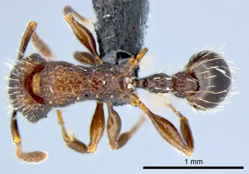 Tetramorium pacificum specimen CSIRONC0052 image csironc0052_1