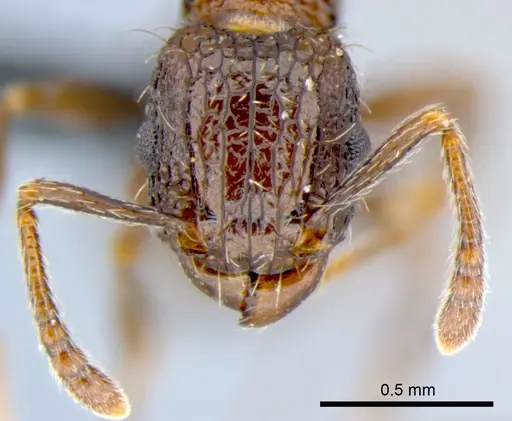 Tetramorium pacificum specimen CSIRONC0052 image csironc0052_2