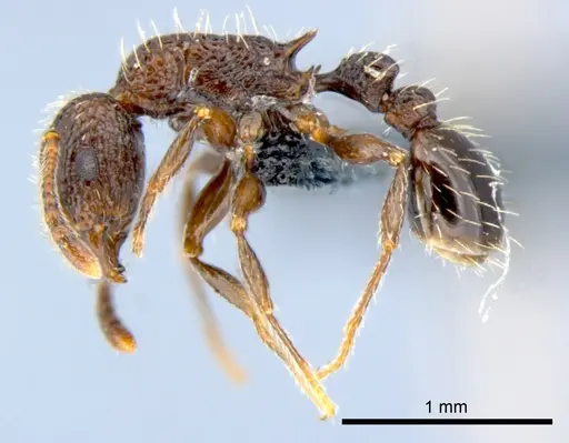 Tetramorium pacificum specimen CSIRONC0052 image csironc0052_3