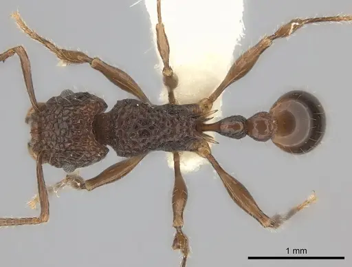 Tetramorium palaense specimen CASENT0217974 image casent0217974_1
