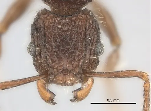 Tetramorium palaense specimen CASENT0217974 image casent0217974_2