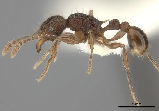 Tetramorium palaense specimen CASENT0217974 image casent0217974_3