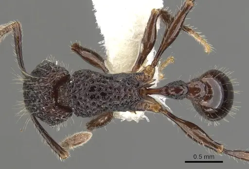 Tetramorium palaense specimen CASENT0901073 image casent0901073_1