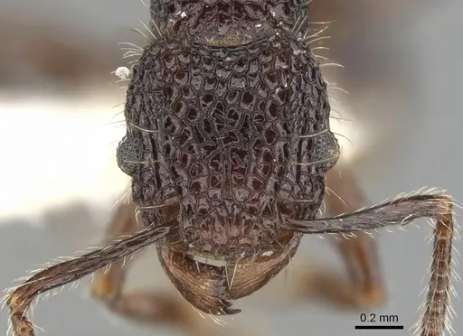 Tetramorium palaense specimen CASENT0901073 image casent0901073_2