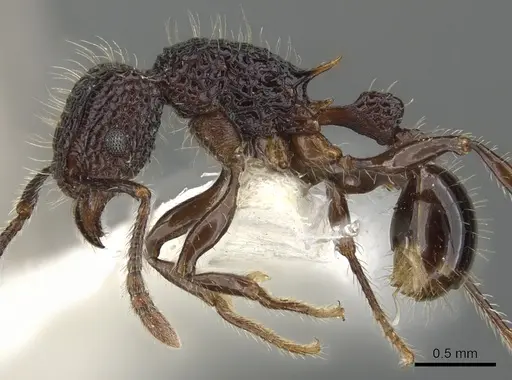 Tetramorium palaense specimen CASENT0901073 image casent0901073_3