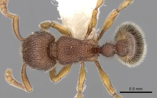Tetramorium parvispinum specimen CASENT0280934 image casent0280934_1