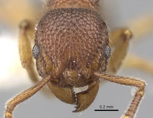 Tetramorium parvispinum specimen CASENT0280934 image casent0280934_2