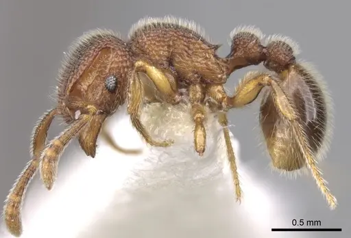 Tetramorium parvispinum specimen CASENT0280934 image casent0280934_3
