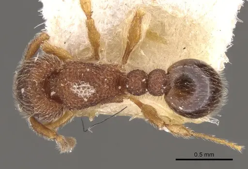 Tetramorium parvispinum specimen CASENT0901060 image casent0901060_1