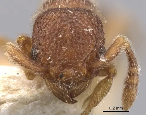 Tetramorium parvispinum specimen CASENT0901060 image casent0901060_2