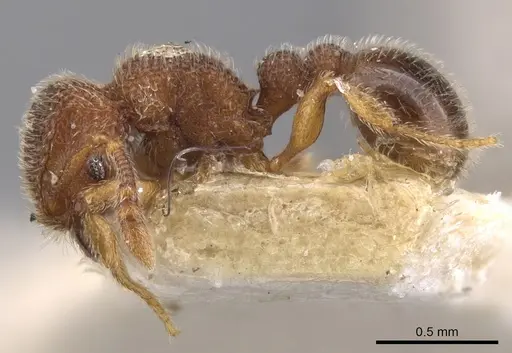 Tetramorium parvispinum specimen CASENT0901060 image casent0901060_3