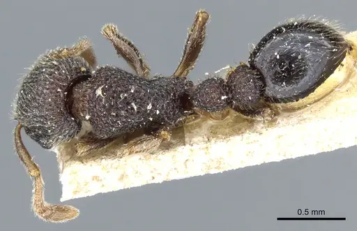 Tetramorium parvispinum specimen CASENT0904797 image casent0904797_1