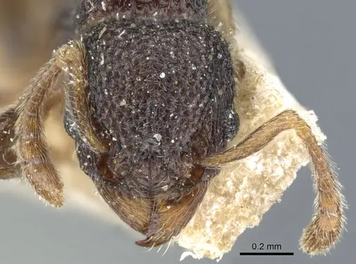 Tetramorium parvispinum specimen CASENT0904797 image casent0904797_2
