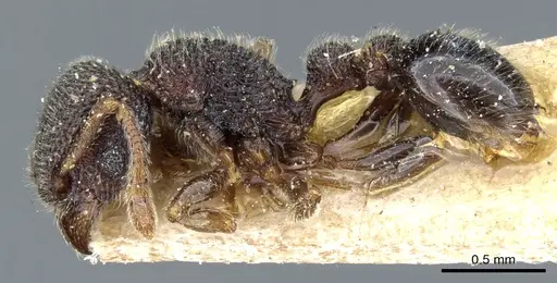 Tetramorium parvispinum specimen CASENT0904797 image casent0904797_3