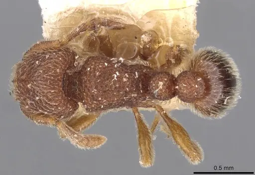 Tetramorium parvispinum specimen CASENT0909093 image casent0909093_1