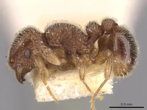 Tetramorium parvispinum specimen CASENT0909093 image casent0909093_3