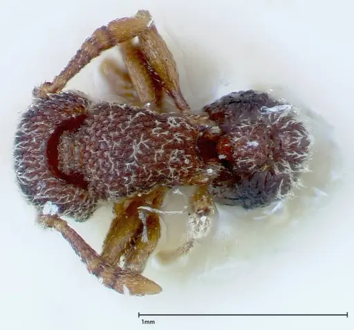 Tetramorium parvispinum specimen FOCOL0191 image focol0191_1