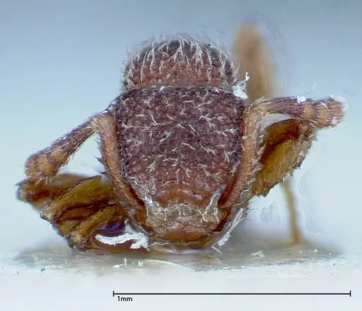 Tetramorium parvispinum specimen FOCOL0191 image focol0191_2