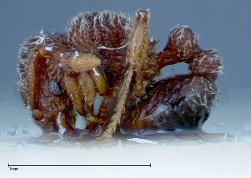 Tetramorium parvispinum specimen FOCOL0191 image focol0191_3