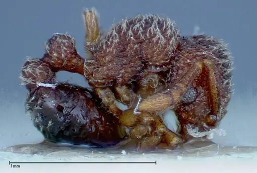 Tetramorium parvispinum specimen FOCOL0191 image focol0191_4