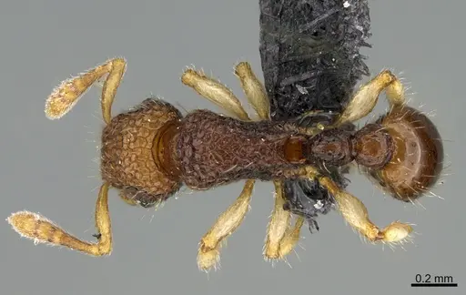 Tetramorium parvum specimen CASENT0201375 image casent0201375_1