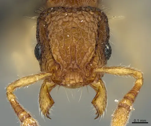 Tetramorium parvum specimen CASENT0201375 image casent0201375_2