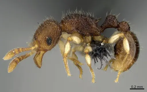 Tetramorium parvum specimen CASENT0201375 image casent0201375_3