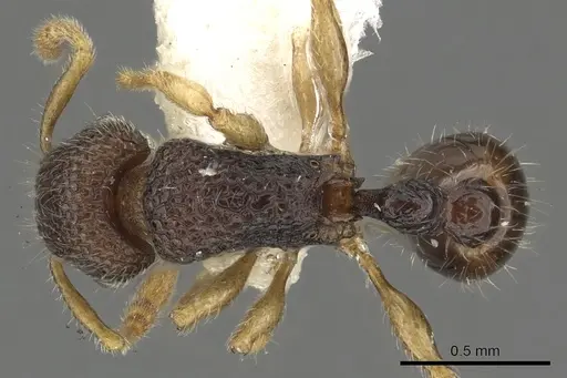 Tetramorium parvum specimen CASENT0901096 image casent0901096_1