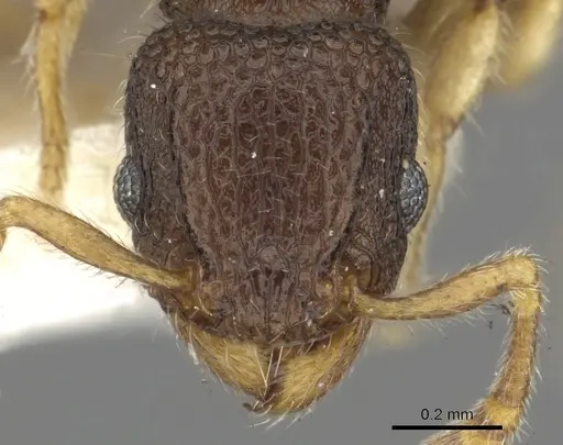 Tetramorium parvum specimen CASENT0901096 image casent0901096_2